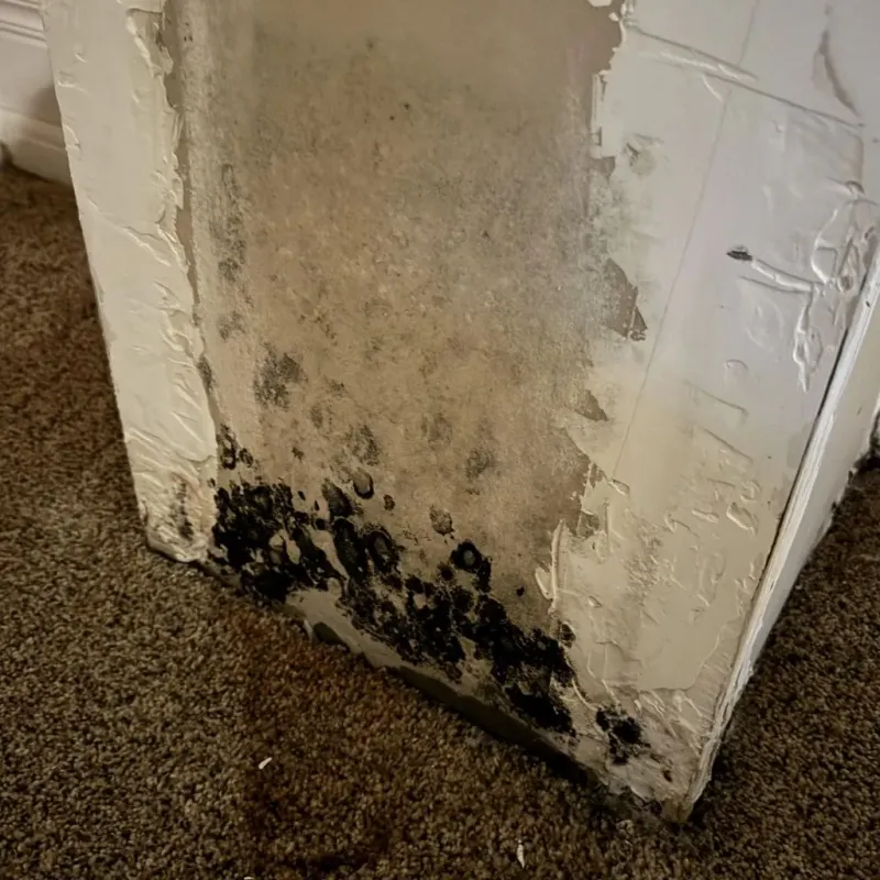 Professional Mold Removal in Herington, KS